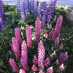 Vakantiehuis Les Lupins *