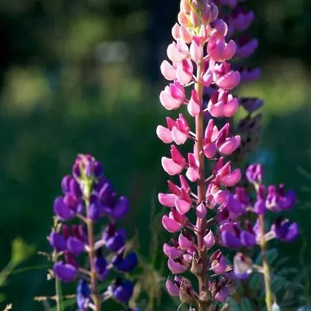 Les Lupins