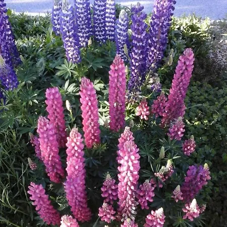 Prázdninový dům Les Lupins *